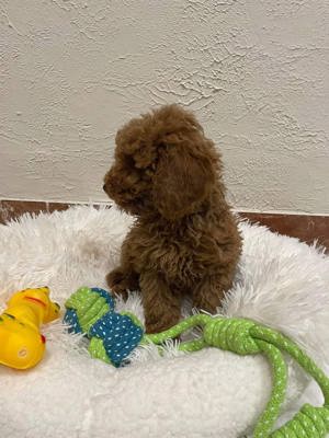 Catelusi Pudel  Poodel  Caniche red toy deosebiti - imagine 4