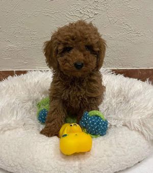 Pudel red  aricot toy cauta noua familie - imagine 2