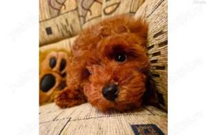 Pudel red  aricot toy cauta noua familie - imagine 5