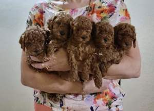 Pui Pudel-Poodel-Caniche red  apricot toy ajut cu transportul