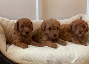 Pui Pudel-Poodel-Caniche red  apricot toy ajut cu transportul - imagine 3