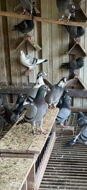 Porumbei belgieni cu pedigree  - imagine 2