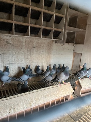 Porumbei belgieni cu pedigree  - imagine 3