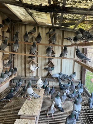 Porumbei belgieni cu pedigree  - imagine 5