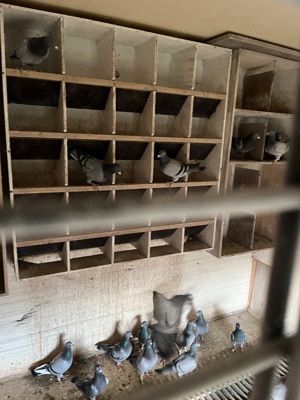 Porumbei belgieni cu pedigree  - imagine 4