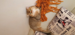 Pisicute british cu pedigree - imagine 2