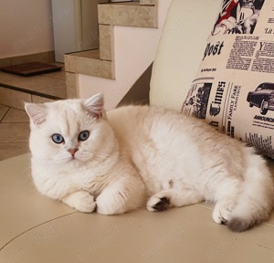 Pisicute british cu pedigree