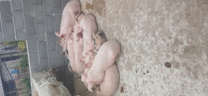 Vand purcei landrace pietran duroc - imagine 5