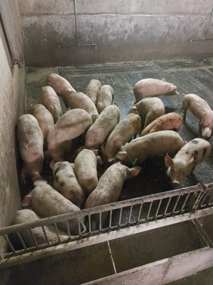 Vand purcei landrace pietran duroc - imagine 3