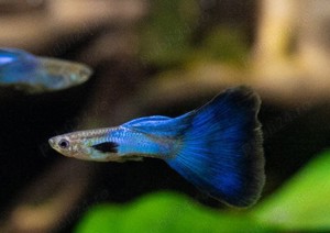Pești acvariu guppy gupi