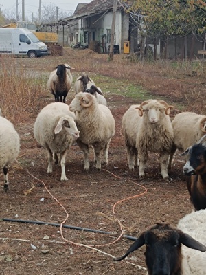 Berbeci si berbecuți de vânzare  - imagine 2 Berbeci si berbecuți de vânzare  - imagine 2