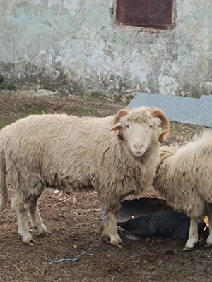 Berbeci si berbecuți de vânzare  - imagine 3 Berbeci si berbecuți de vânzare  - imagine 3