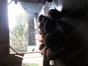 vand porci mangalita - imagine 3