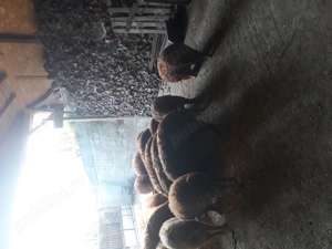 vand porci mangalita - imagine 2