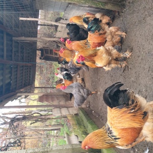 Gaini de rasa! - imagine 2