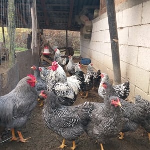 Gaini de rasa! - imagine 3