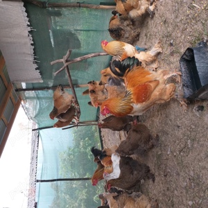 Gaini de rasa! - imagine 4