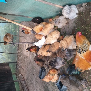 Gaini de rasa! - imagine 5