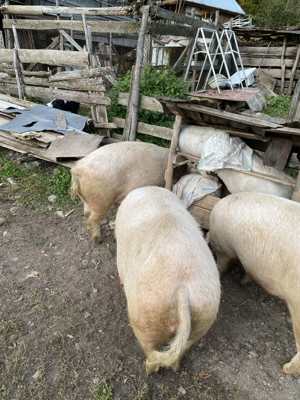 Porci de vânzare în Valea Lupsii