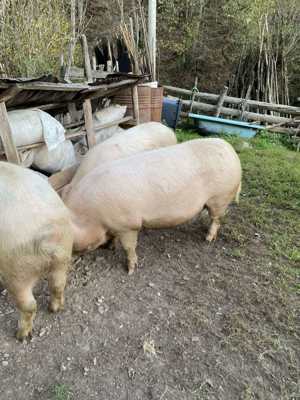Porci de vânzare în Valea Lupsii - imagine 2