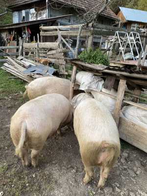 Porci de vânzare în Valea Lupsii - imagine 4