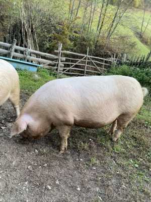 Porci de vânzare în Valea Lupsii - imagine 3