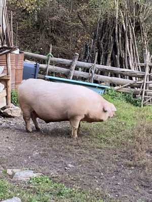 Porci de vânzare în Valea Lupsii - imagine 5