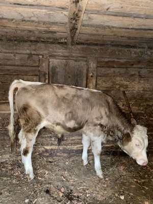 Vând vițel mare, tăuraș, Valea Lupsii 