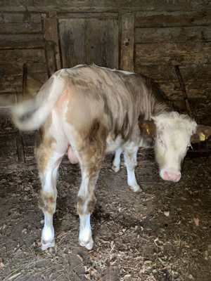 Vând vițel mare, tăuraș, Valea Lupsii  - imagine 2