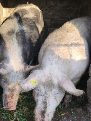Porci de vanzare!