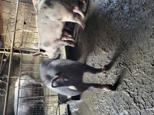 scrofite reproducere  - imagine 4