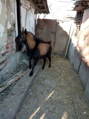 Capra și țap de vânzare 