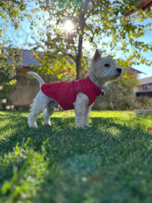 Mascul Westie - imagine 3