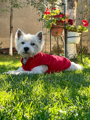 Mascul Westie - imagine 4