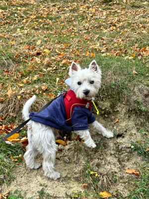 Mascul Westie - imagine 5