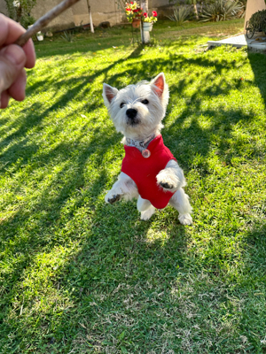 Mascul Westie - imagine 2