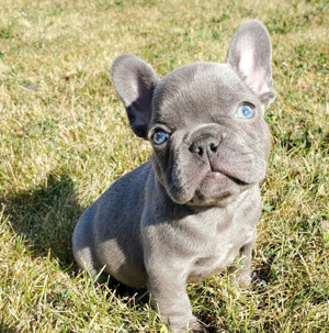 Bulldogi francezi masculi