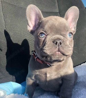 Bulldogi francezi masculi - imagine 2