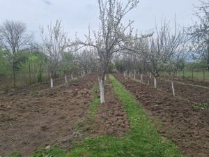 Casa individuala si teren langa Calul Balan-Buftea - imagine 8