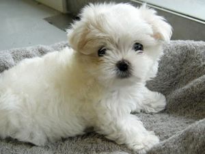 Bichon Maltese mini toy