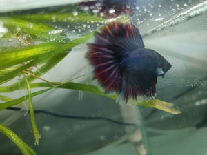 Masculi Betta pesti acvariu superbi - imagine 4