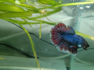 Masculi Betta pesti acvariu superbi - imagine 3