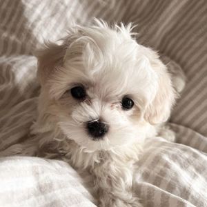 Puiuti Bichoni Maltese