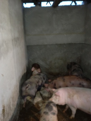 porci de vânzare  - imagine 2