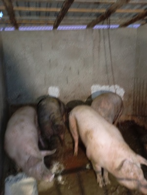 porci de vânzare  - imagine 3