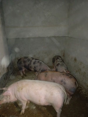 porci de vânzare  - imagine 5