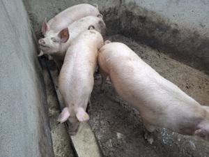 Porci grași intre 140 - 155kg - imagine 3