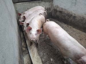 Porci grași intre 140 - 155kg - imagine 4