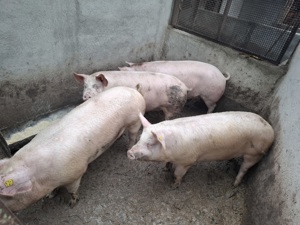 Porci grași intre 140 - 155kg - imagine 2