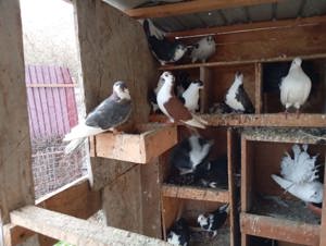 Galateni negri cu alb